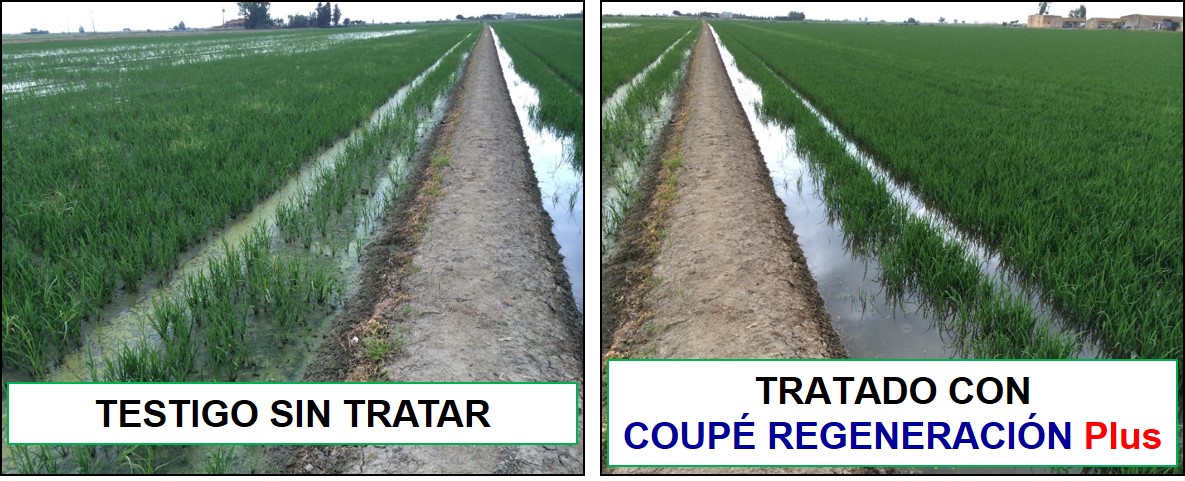 Comparación de las plantas de arroz tratados con COUPE REGENERACION PLUS frente a Testigo